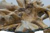 Picture of TAKARA D110 Tempered Glass Top Handcrafted Teak Root Coffee Table