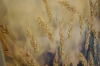 Picture of 357-005 Decorative Wall Art with Golden Frame (40×60cm) - Wheat Ear