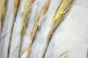 Picture of 389-001 Hand Oil Painting Canvas Wall Art (60x90CM) - Golden Wheat Ear