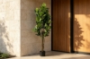 Picture of ARTIFICIAL PLANT Rubber Tree (H160cm)